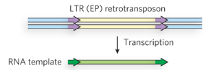 <p>Transcription of retrotransposon by host machinery (encodes RT and integrase) to produce RNA template</p>