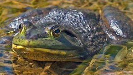 <p>Lithobates catesbeianus</p>