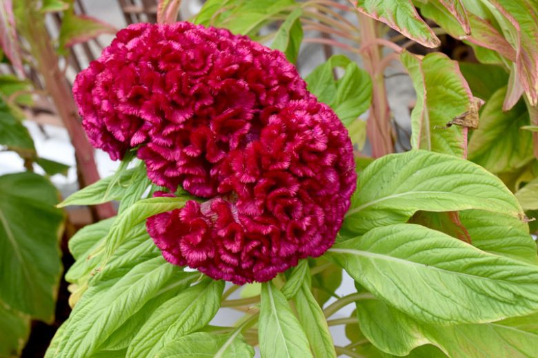 <p>An annual with vivid plume-like, crested, or spiked flowers in warm colors and a striking texture.</p><p>-know differenece</p><p>-spicata=wheat</p>