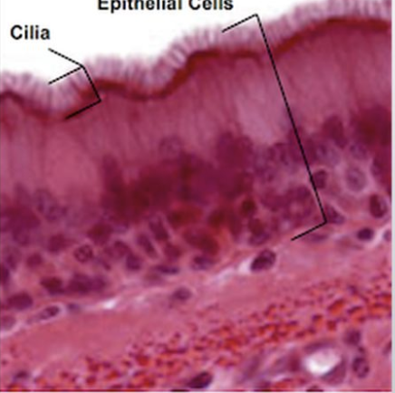 <p>what type</p>