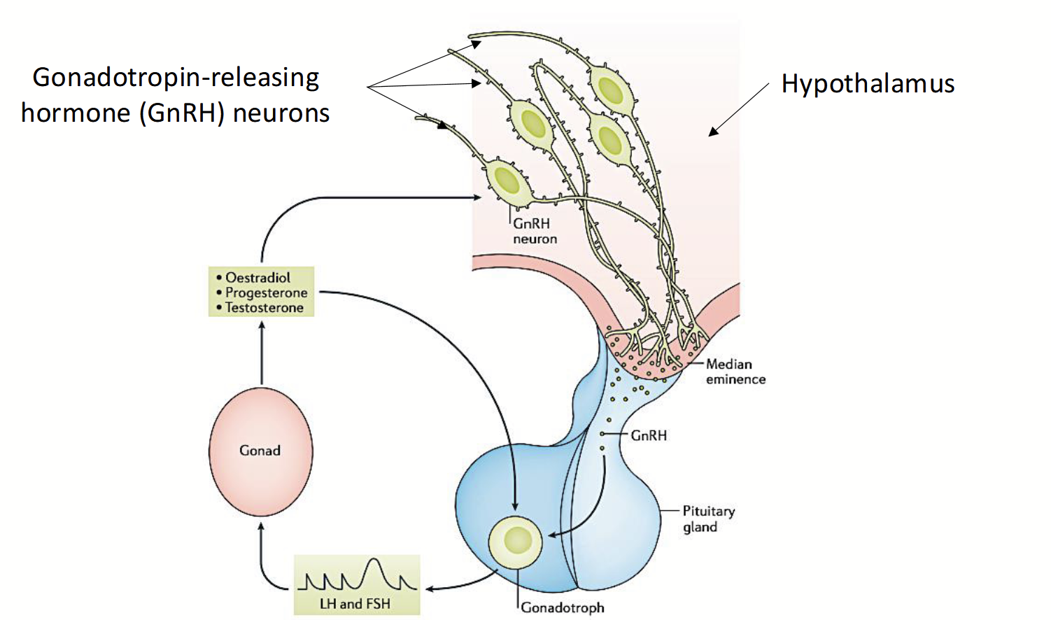 <p>Hormonal system that regulates FSH and LH production.</p><p>GnRH neurons → GnRH starts production in the hypothalamus → stimulates anterior pituitary → pituitary releases FSH and LH in response to GnRH.</p><p><strong><u>Negative feedback cycle for males.</u></strong></p><p><strong><u>Positive feedback cycle for females</u></strong>.</p>
