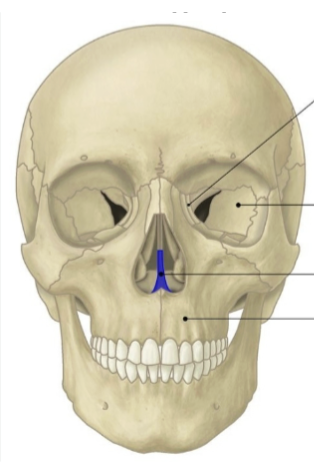 <p>inferior half of the bony nasal septum (separates nasal cavities into left and right)</p>
