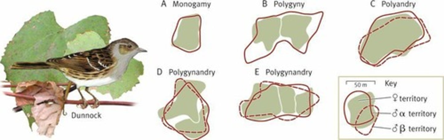 <p>A mating system refers to how mates are acquired, how many mates an individual will have, and patterns of parental care.</p>