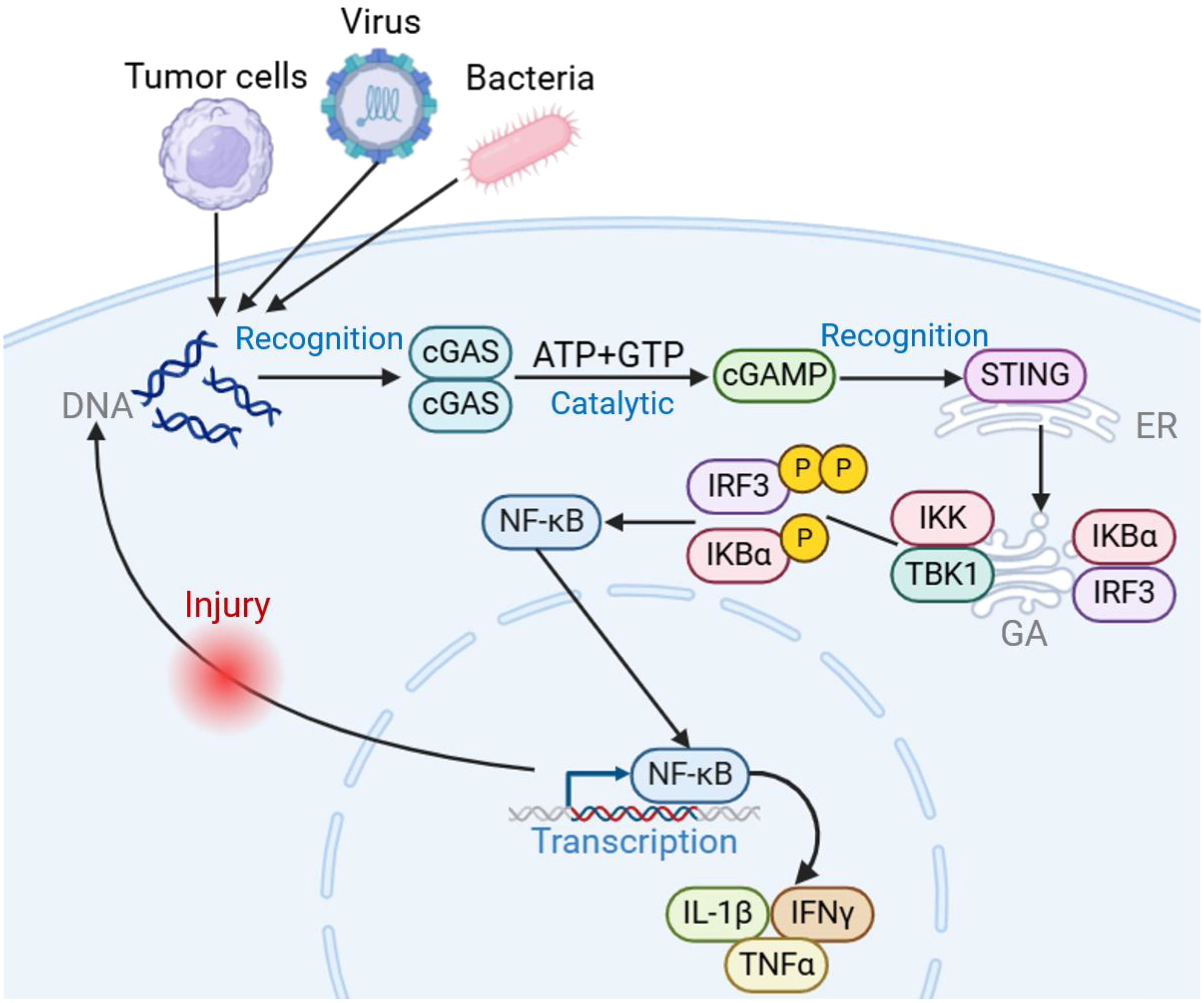 <p>Les CD vont lier des peptides de cellule apoptotique ou des débris de pathogènes pour permettre leur maturation (devient ronde et commence à exprimer CMH-I et II) et commence à exprimer des cofacteurs d’activation CD80/86</p><p>Les lymphocytes sont les seules cellules qui vont exprimer une molecule par recombinaison qui discard une partie du genome </p><p>Le complexe CD4 permet de rapprocher le CMH-II avec le TCR du CD4 pour permettre le contact et voir si activation </p><p>CD80/86 permet interaction et induction du deuxième signal avec le CD28 des LT pour permettre l’activation et la differentiation du LT car si on a un seul signal entre CMH et TCR on a induction d’une anergie des LT (n’ont plus de reaction) </p>