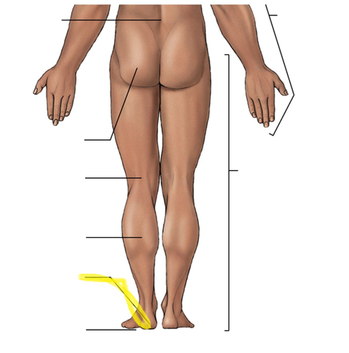 <p>Label the yellow line</p>