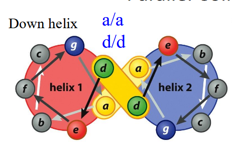 <p>Heptad Repeat: left-handed twist makes 3.5 residues/turn; a/d always in contact, likely hydrophobic; g/e additional interactions, likely salt-bridge</p>