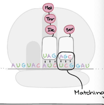 <p>Molecule that directs the recruitment of tRNA molecules and production of the polypeptide</p><ul><li><p>Very specific sequence of RNA, unique to the polypeptide it will be used to create</p></li></ul><p>mRNA is bonded to the small ribosomal subunit</p><ul><li><p>read every 3 base codons in a 5’ to 3’ fashion</p></li><li><p>AUG = start codon</p></li></ul><p>Each codon is bonded to a tRNA anticodon</p><p></p>