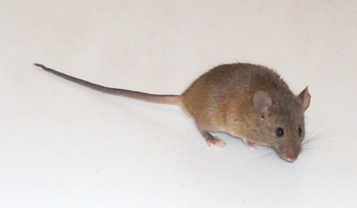<p>House Mouse</p>