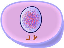 <p>interphase</p>