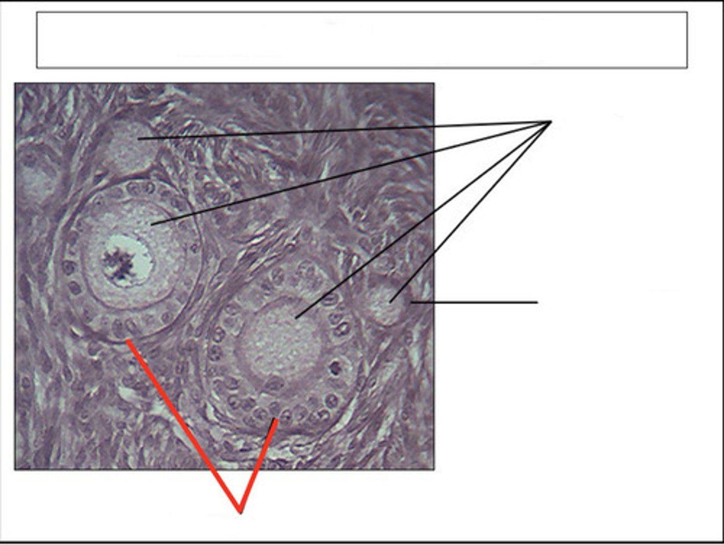 <p>identify this structure and organ</p>