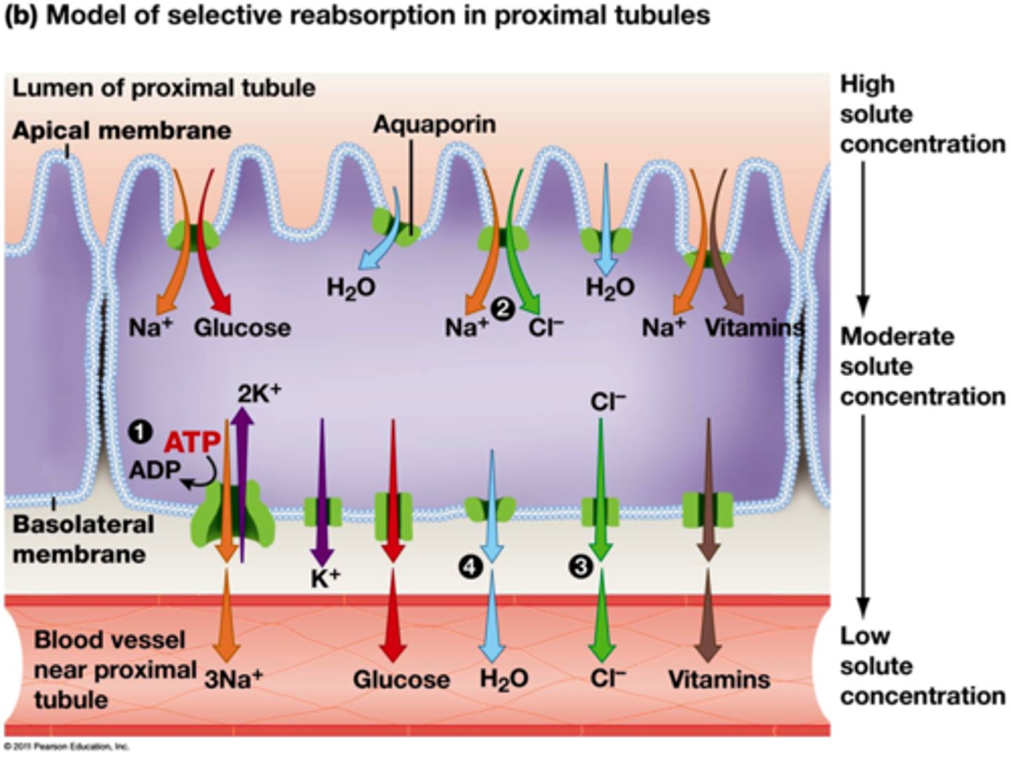 <p>Proximal tubule: the infoldings into the villi increase the surface area available for reabsorption, the blood also just came from the glomerulus which is why it is low in solutes.<br><br>**Even after the proximal tubule, there is still water and ions that you want to recover and keep, so you need to get them out of the tubule/Loop of Henle.</p>