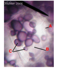 <p>Label structures A, B, C.</p>