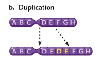 <p>increasing dosage of genes</p>