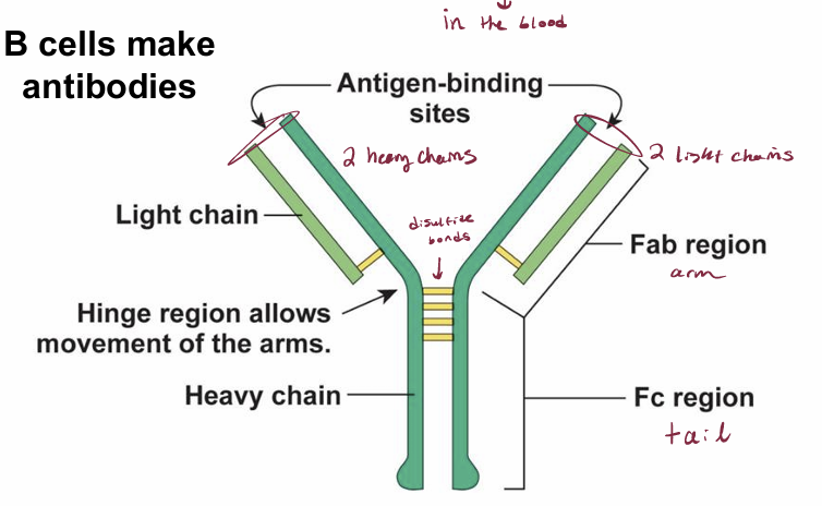 knowt flashcard image