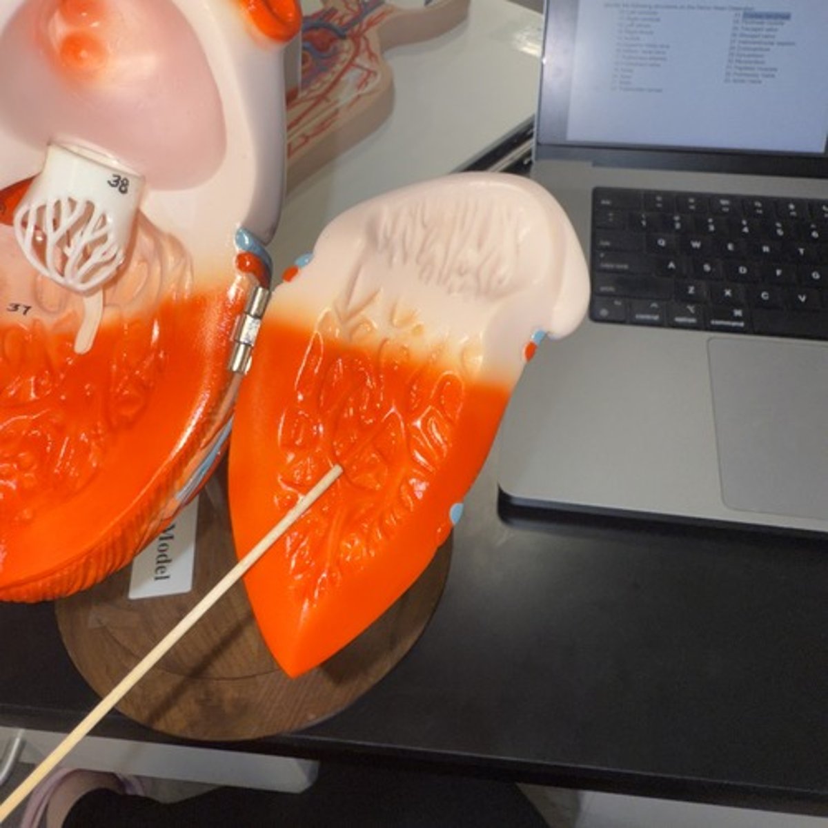 <p>Identify the layer of tissue.</p>