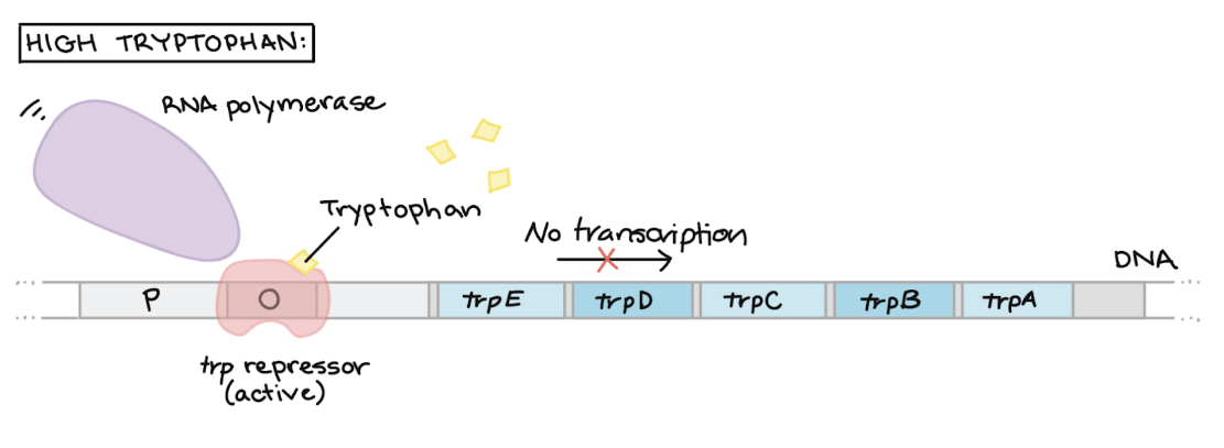 <ul><li><p>Trp acts as a corepressor and binds to the Trp repressor protein</p></li><li><p>Active repressor-corepressor complex binds to the <strong>operator</strong> region</p></li><li><p>Blocks RNA polymerase from binding to promoter, preventing transcription of structural genes</p></li><li><p><strong>RESULT → </strong>Trp synthesis enzymes <strong><u>ARE NOT</u></strong> producted</p></li></ul><p></p>