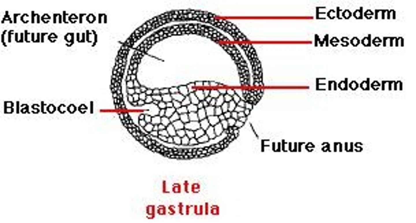 <p>The three layers of cells in a gastrula that are the origin of most of the tissues of the future organism.</p>