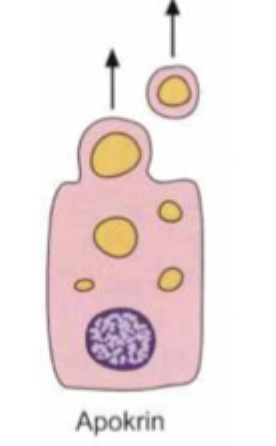 <ul><li><p>Sekretionsprodukt afgives fra apikal celleside omgivet af en smule cytoplasma og en plasmamembran.</p></li><li><p>Laver egentlig også exocytose, men har nu det navn.</p></li></ul><p></p>