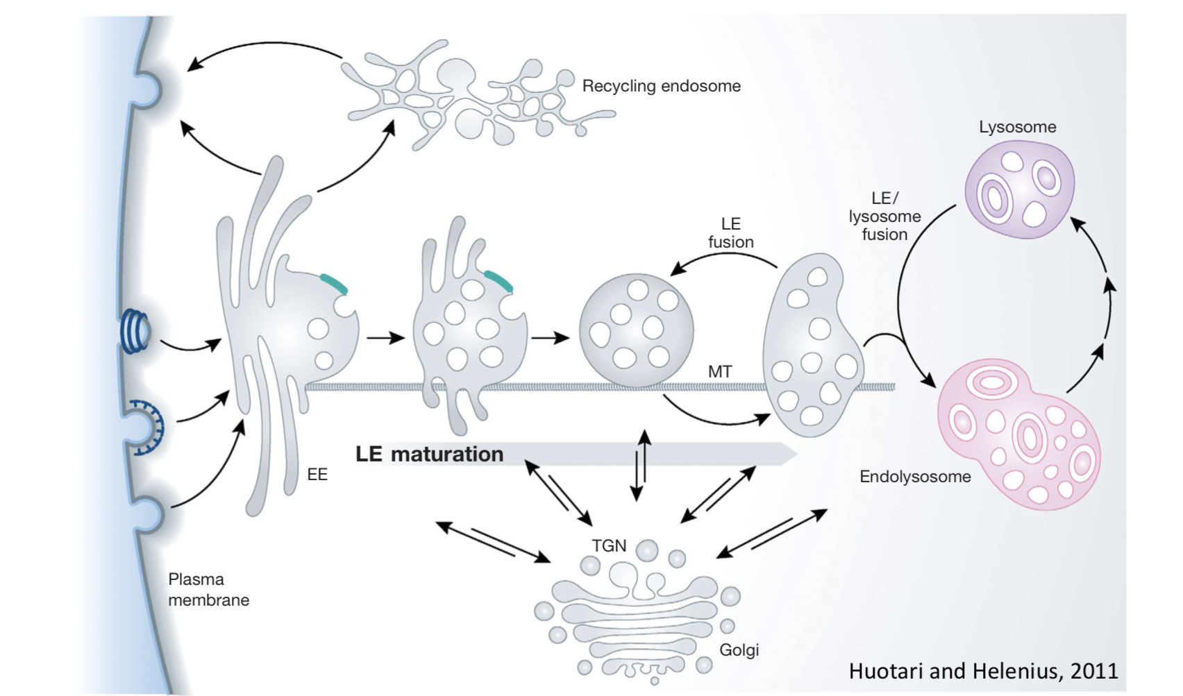 <ul><li><p>TGN; late endosomes (LEs)</p></li><li><p>endolysosomes; endocytosed material</p></li><li><p>classical lysosomes</p></li></ul><p></p>
