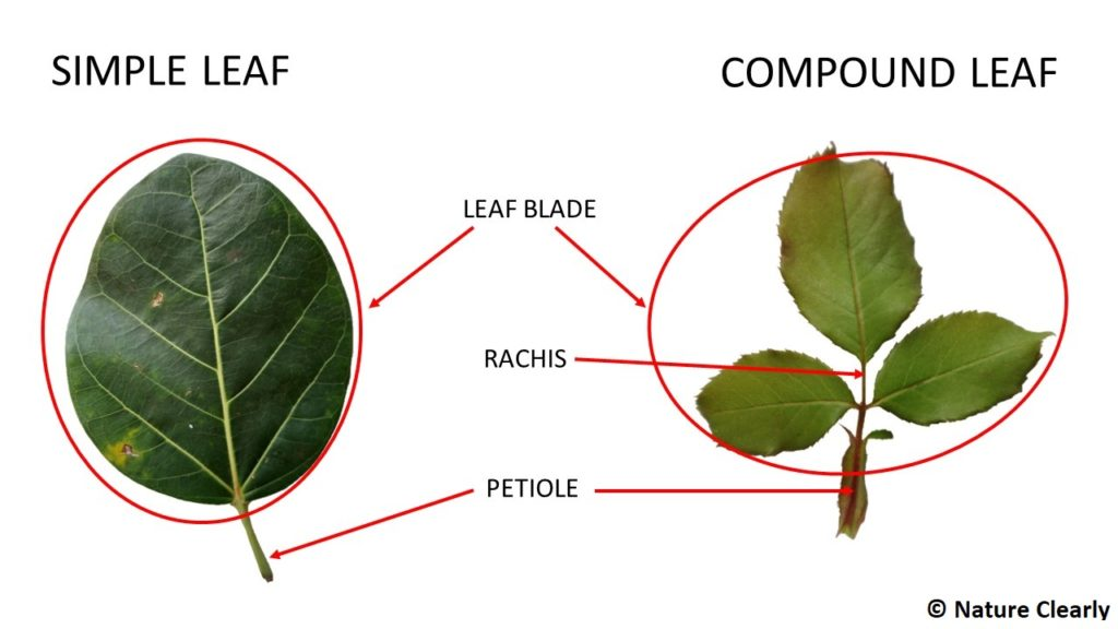<p>several leafets/parts in a single stem </p>