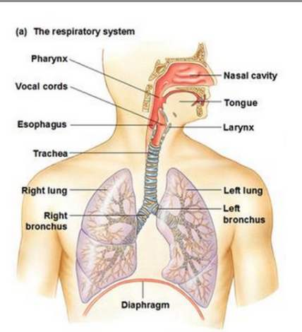 <p>Respiratory System</p>
