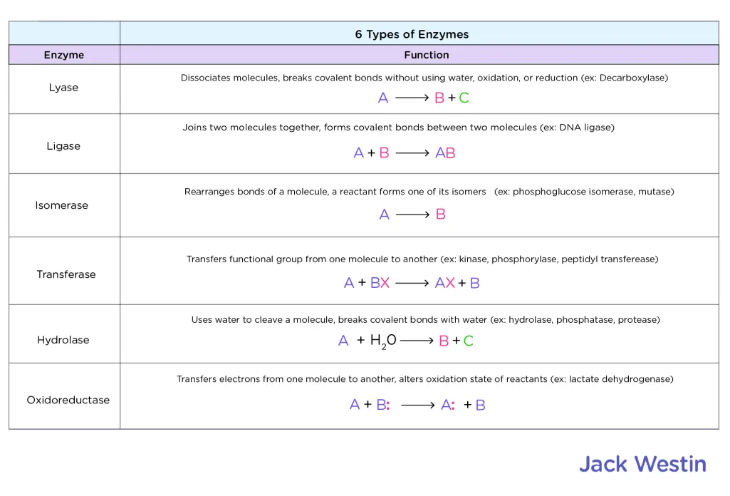 <p>What are the six types of enzymes to know?</p><p></p><p>Which lipids are amphipathic and which ones are not?</p>