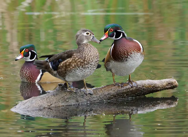 <p>Wood Duck</p>