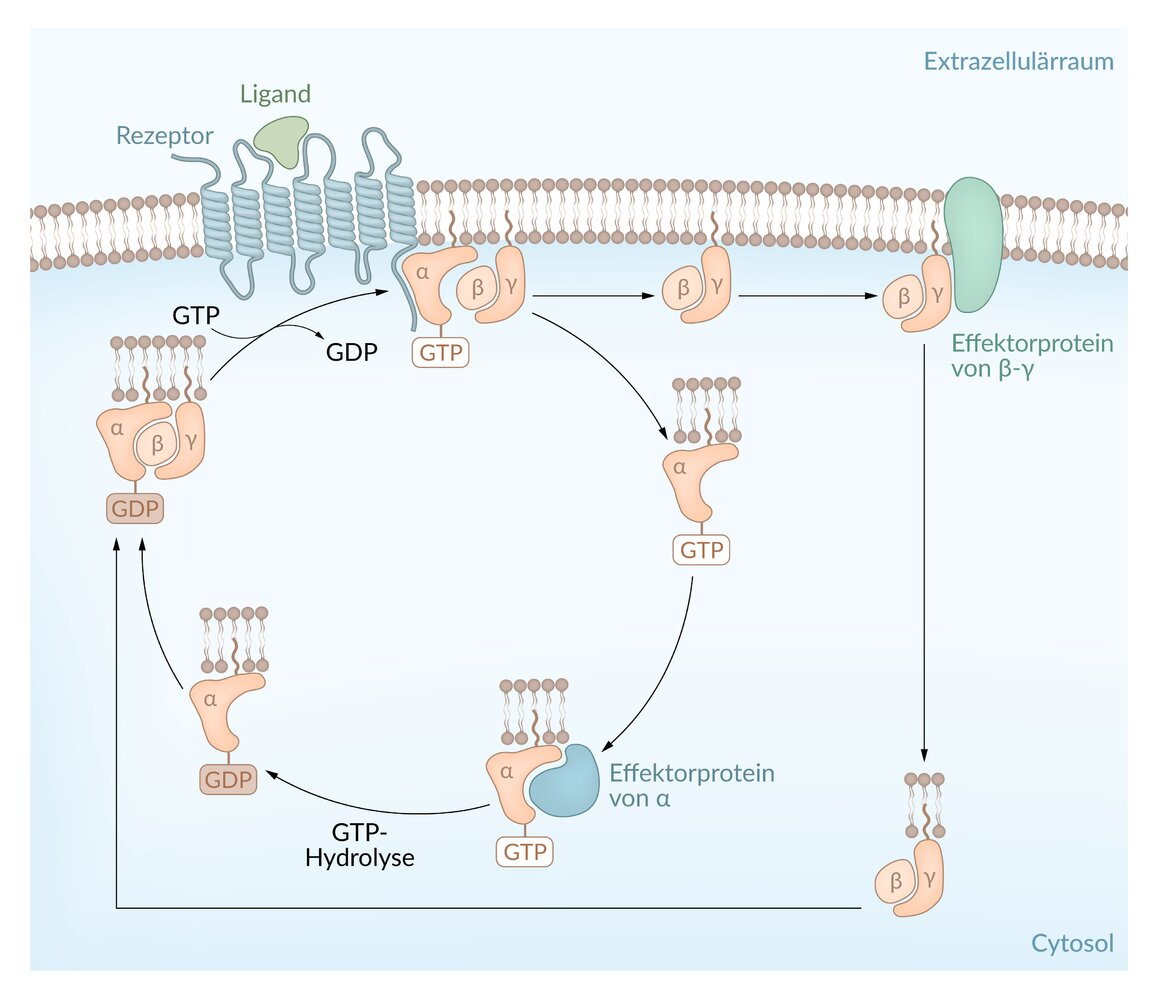 <p>B. GTP stabilizes the active conformation of the G protein</p>