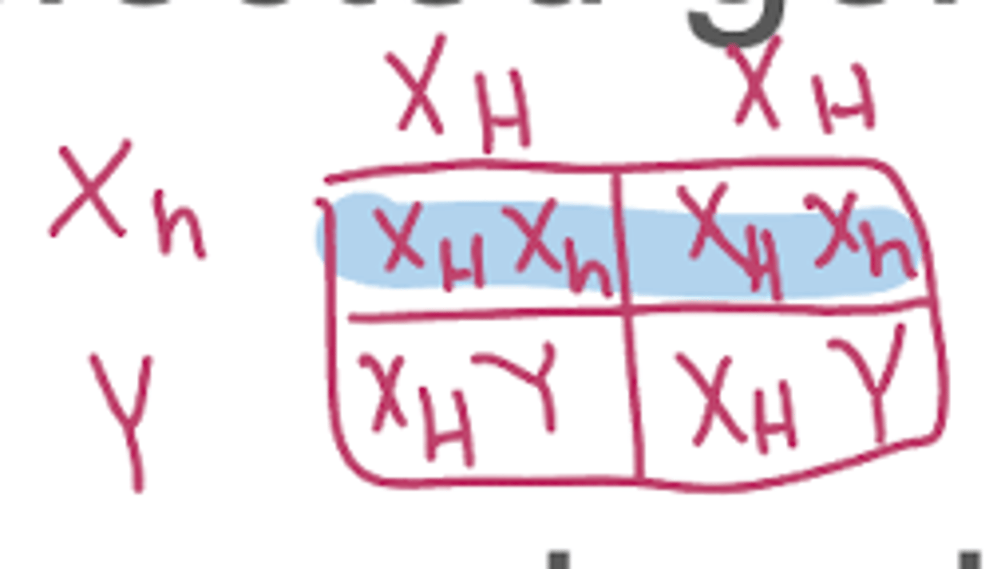 <p>sons, daughters</p>