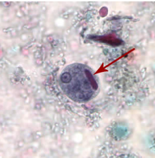 <p>Professor: Dr. Glena Fe A. Yapchulay-Alcabasa</p>