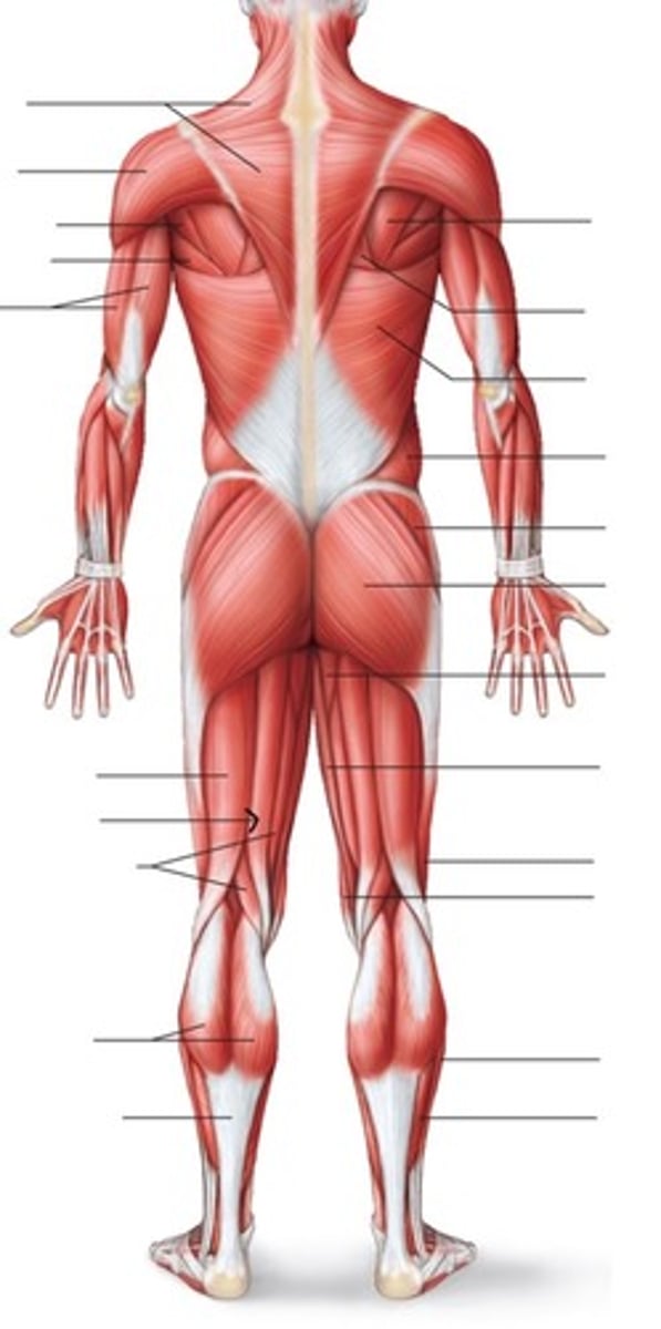 <p>What muscle is this?</p>