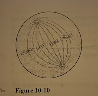 Which stage of meiosis is represented in Figure 10-10?
