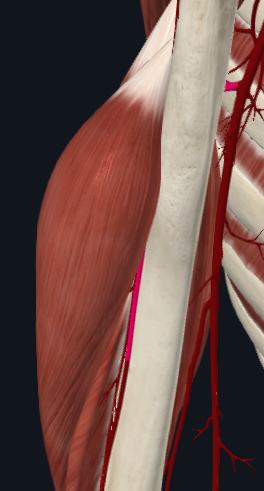 <p>What artery is this</p>