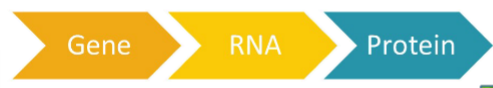 <p>process by which the DNA sequence of a gene is converted into functional protein structures</p>