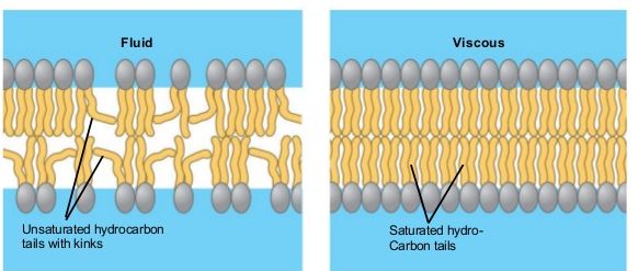 <p>The double bonds cause kinks/unsaturation in the tails, so they cannot pack as close together to solidify the membrane, thus keeping the membrane fluid.</p><p>Chain length is equal to the thickness of the membrane. The longer the chain, the less fluid a membrane.</p>