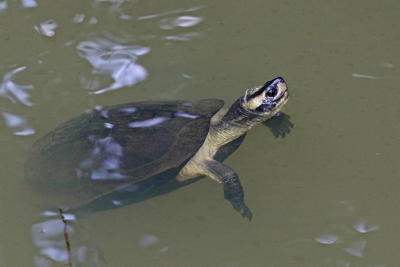 <p>Indian black turtle</p>