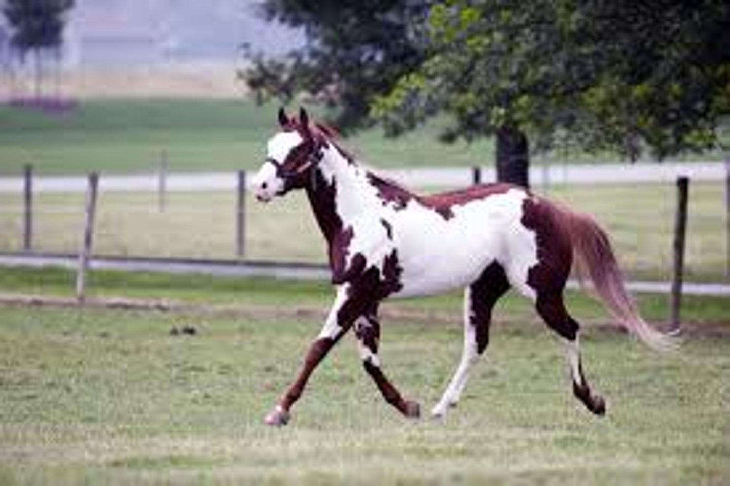 <p>- Not a color, but a pattern</p><p>- Any background color with large white spots</p><p>- Also a breed registry name, eluding to the color requirements of the breed</p><p>- Several "Sub-types" of paints, the most popular being Overo and Tobiano</p>