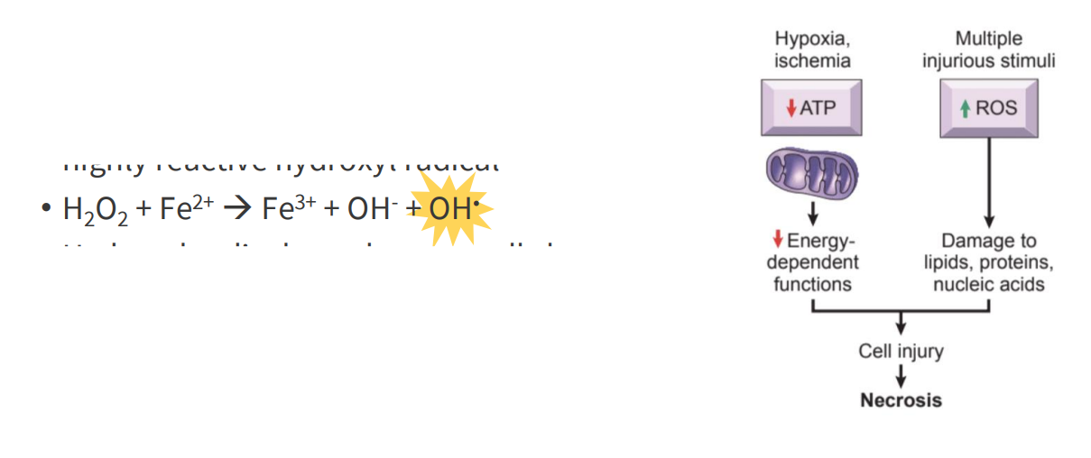 <p>- two oxidation states: Fe2+ (ferrous) and Fe3+ (ferric)</p><p>- Fe2+ readily converts Fe3+, produces the highly reactive hydroxyl radical</p><p>- H2O2 + Fe2+ -&gt; Fe3+ + OH- + OH. (the last OH is shining)</p><p>- the OH radical is formed (the shining OH). this is highly reactive</p><p>- hydroxyl radical can damage cells by oxidising biomolecules</p><p>- Ferritin and transferrin proteins bind iron, preventing oxidative damage</p><p>.</p><p>- basically we have to be careful about how we transport and store iron becuase if we have a lot of ferrous iron (Fe2+) in the same compartments where we have H2O2 being produced, we end up with free radical which could damage biomolecules and result in cell injury</p>