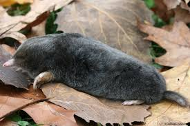 <p>Mammalia, Insectivora, Talpidae</p><p></p>