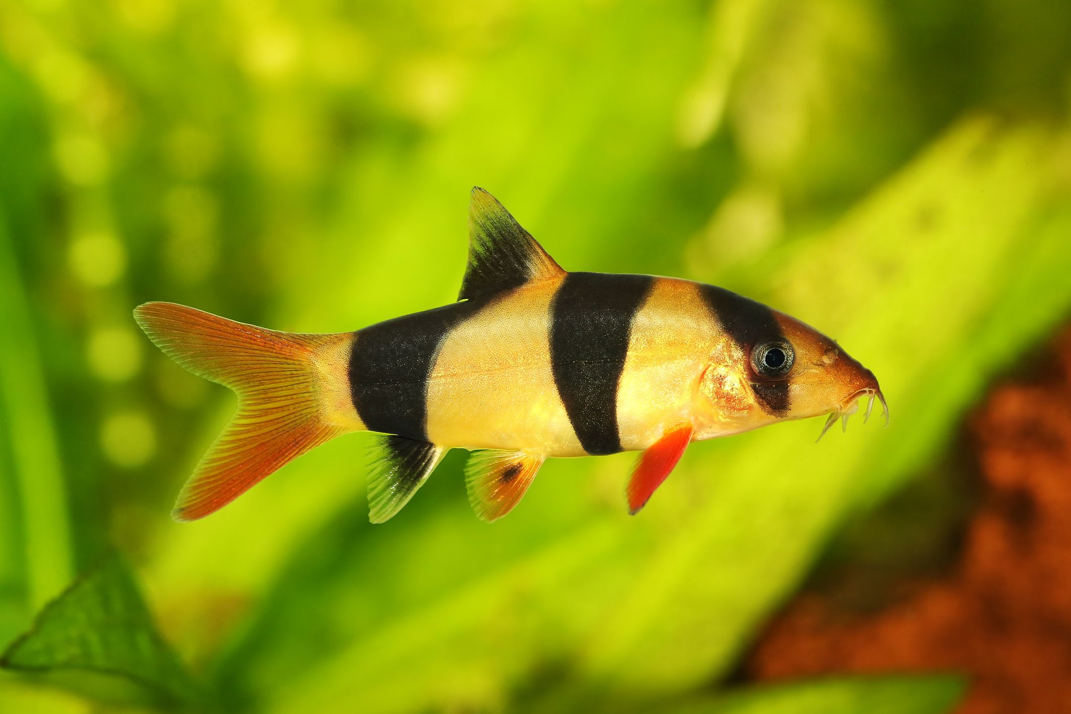 <p>Loaches</p>