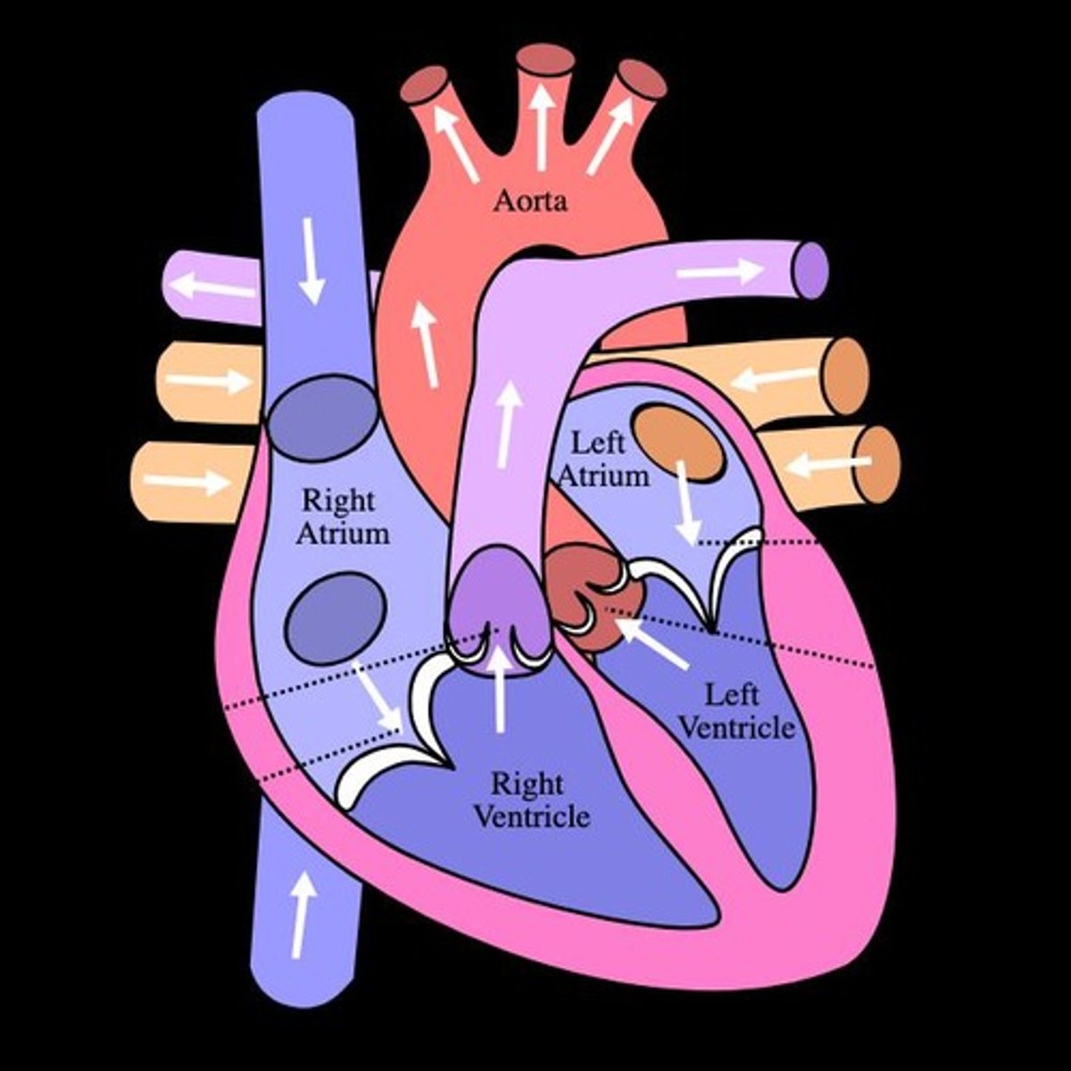 <p>To pump oxygenated blood into systemic circulation and deoxygenated blood into pulmonary circulation.</p>
