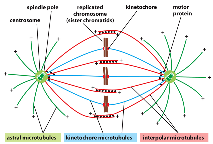 __types of MT__:

* **astral MT**: grow towards edge of cell, anchor to plasma membrane
* **kinetochore MT**: hooked to chromosomes
* **interpolar MT**: grow towards middle, bound by motor proteins

\
__stabilization__:

* if interpolar MT overlap a bunch, motor proteins pull them apart
* if they don’t overlap enough, motor proteins pull them together