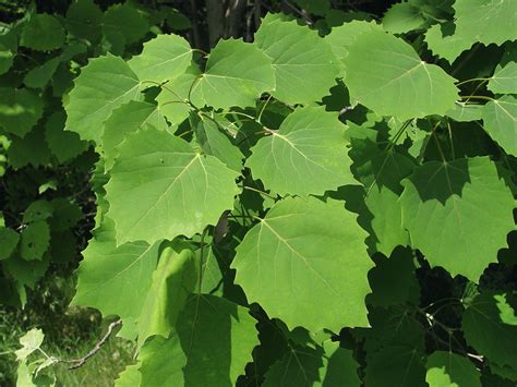 <p>Which tree do these leaves belong to? </p>