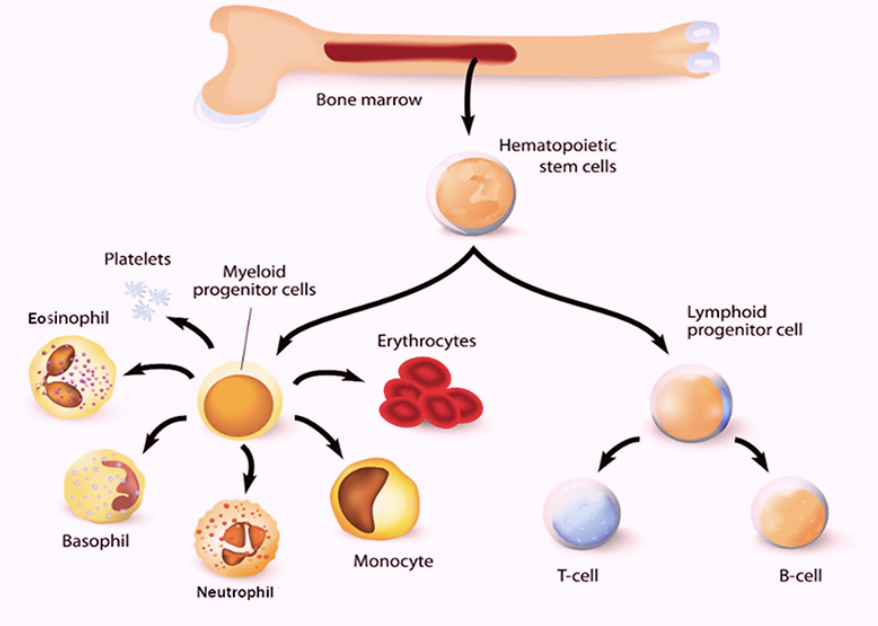 <ul><li><p>Only WBCs are <strong>complete cells</strong> </p></li><li><p>Most formed elements survive in bloodstream “only few days” </p></li><li><p>Most blood cells originate in <span style="color: purple;"><strong>bone marrow</strong></span> and do not divide </p></li></ul><p></p>