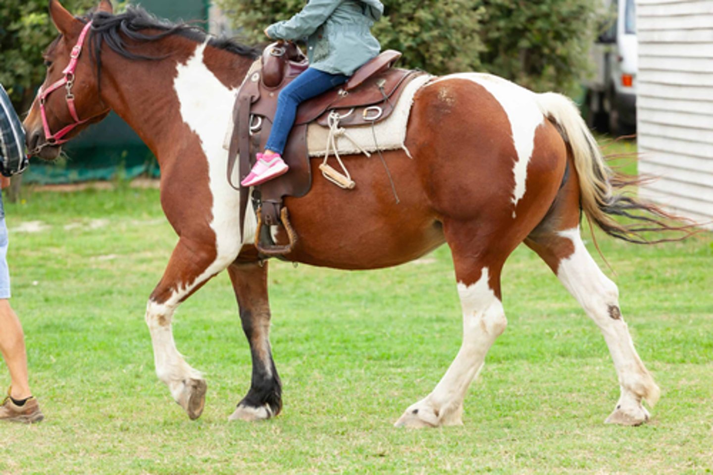 <p>what leg marking does this horse have?</p>