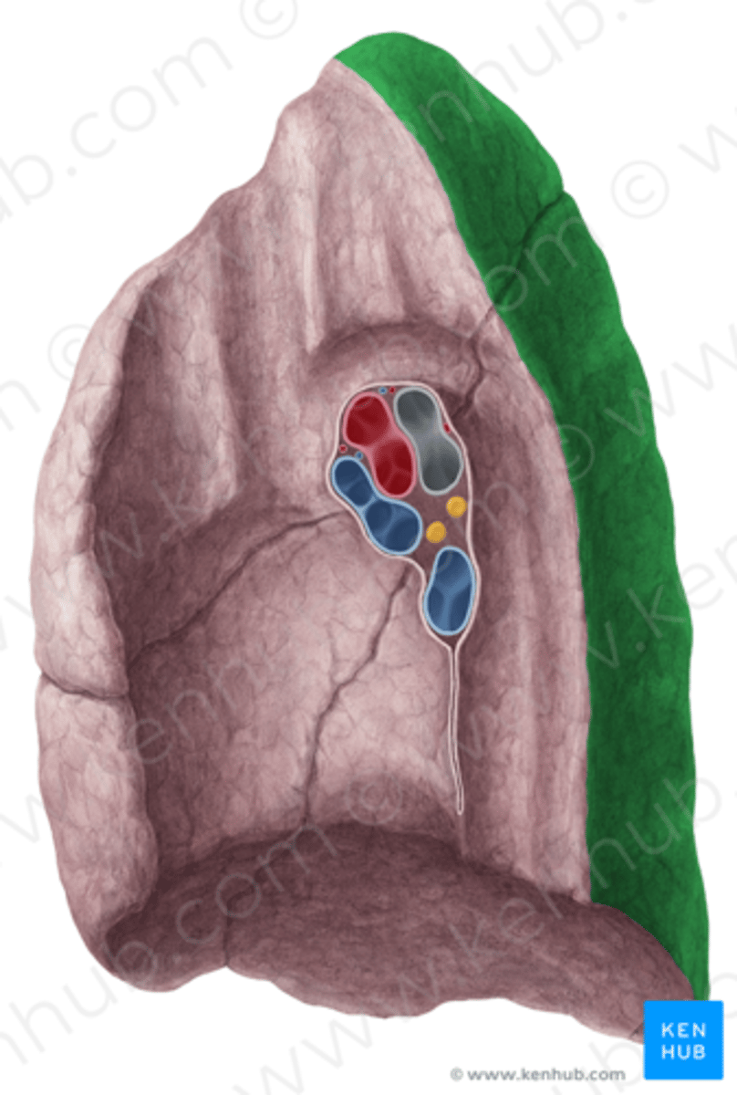 <p>the concave, vertically oriented inner surface facing the mediastinum and heart. It contains the lung hilum</p><p>Forms root of the lungs.</p><p>Covered with pleura (parietal becomes visceral)</p>