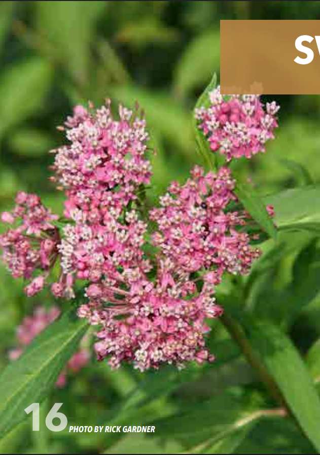 <p>Dogbane; Apocynaceae</p>