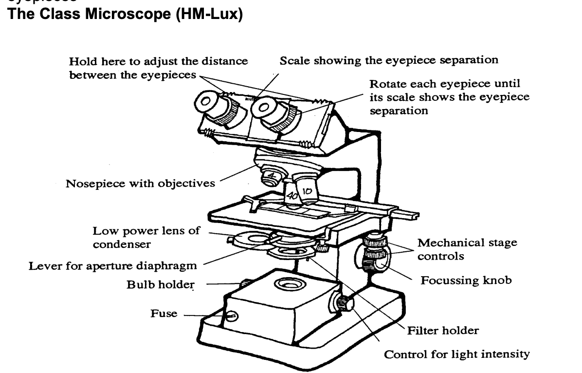 <ul><li><p>upright→ illumination system below stage and lens system above the stage</p></li><li><p>binocular→ 2 eye pieces</p></li><li><p>3 objective lenses (x4,x10,x40</p></li><li><p>two x10 eyepieces</p></li><li><p>mechanical stage with x an y vernier scales</p></li></ul><p></p>