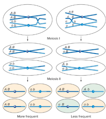 <p>It is more likely for crossing over to not occur between two genes that it is for it to occur.<br>The closer the two genes are to each other, the less likely there will be a crossing over event between them.<br>Lower RF the closer the genes are.<br></p>
