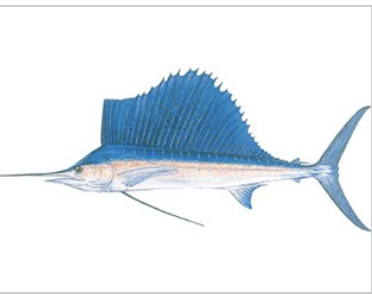 <p>What is this? </p>